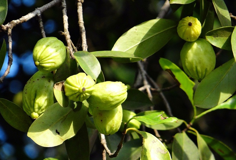 Garcinia Cambogia - это тип маленьких желтых или светло-зеленых фруктов